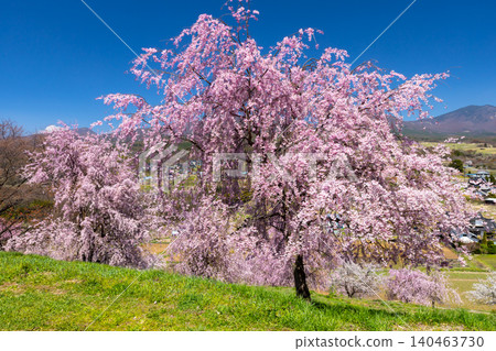 Iizunayama Park, a famous cherry blossom viewing spot in Morohigashibo, Komoro City, Nagano Prefecture, offers views of Mount Asama and Mount Takamine from its elevated slopes, where Komoro Yaebenishidare cherry blossoms and other varieties bloom. 140463730