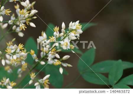 南滕花 南滕花 140463872