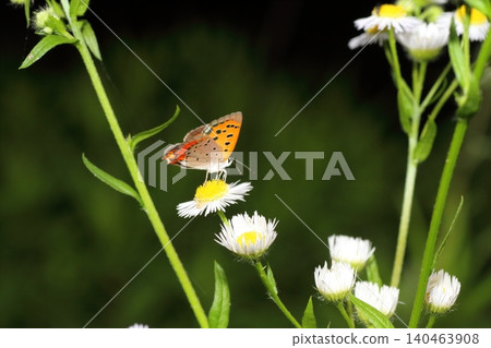 A close-up of a small copper butterfly sipping nectar from a fleabane flower. A close-up of a small copper butterfly sipping nectar from a fleabane flower. 140463908