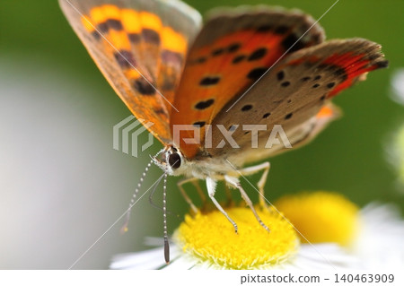 A close-up of a small copper butterfly sipping nectar from a fleabane flower. A close-up of a small copper butterfly sipping nectar from a fleabane flower. 140463909