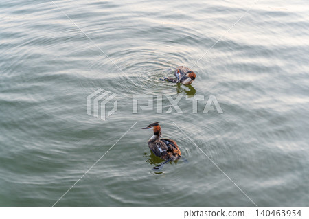 An adult great crested grebe feeds its chick with fish on a summer evening. An adult great crested grebe feeds its chick with fish on a summer evening. 140463954