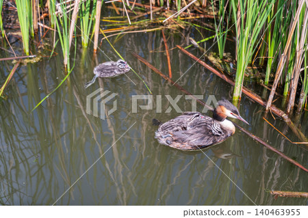The water bird Great crested Grebe, Podiceps cristatus, swimming in the lake, and its cute babies riding on its back The water bird Great crested Grebe, Podiceps cristatus, swimming in the lake, and its cute babies riding on its back 140463955