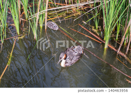 The water bird Great crested Grebe, Podiceps cristatus, swimming in the lake, and its cute babies riding on its back The water bird Great crested Grebe, Podiceps cristatus, swimming in the lake, and its cute babies riding on its back 140463956