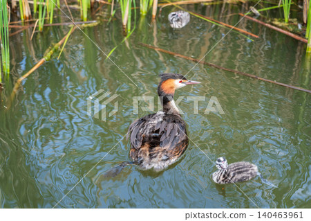 The waterfowl bird, great crested grebe with chick, swimming in the lake. The waterfowl bird, great crested grebe with chick, swimming in the lake. 140463961