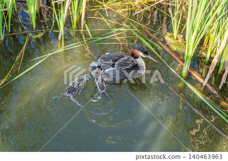 The water bird Great crested Grebe, Podiceps cristatus, swimming in the lake, and its cute babies riding on its back The water bird Great crested Grebe, Podiceps cristatus, swimming in the lake, and its cute babies riding on its back 140463963