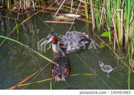 An adult great crested grebe feeds its chick with fish on a summer evening. An adult great crested grebe feeds its chick with fish on a summer evening. 140463965