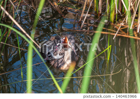 The water bird Great crested Grebe, Podiceps cristatus, swimming in the lake, and its cute babies riding on its back The water bird Great crested Grebe, Podiceps cristatus, swimming in the lake, and its cute babies riding on its back 140463966