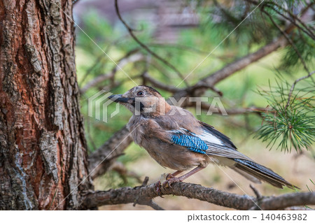 Eurasian jay, garrulus glandarius, sitting on top of old tree branch. Interested wild bird with brown and turquoise plumage from side view in nature. Eurasian jay, garrulus glandarius, sitting on top of old tree branch. Interested wild bird with brown and turquoise plumage from side view in nature. 140463982