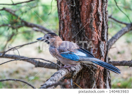 Eurasian jay, garrulus glandarius, sitting on top of old tree branch. Interested wild bird with brown and turquoise plumage from side view in nature. Eurasian jay, garrulus glandarius, sitting on top of old tree branch. Interested wild bird with brown and turquoise plumage from side view in nature. 140463983