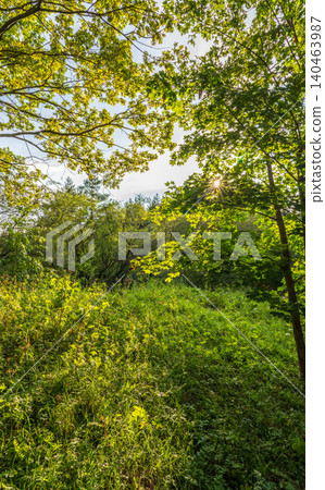 The sun through the trees in the summer park. Beautiful park in spring with bright sun shining through the trees The sun through the trees in the summer park. Beautiful park in spring with bright sun shining through the trees 140463987