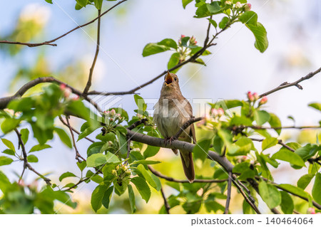 Thrush Nightingale, Luscinia luscinia. A bird sits on a tree branch and sings Thrush Nightingale, Luscinia luscinia. A bird sits on a tree branch and sings 140464064
