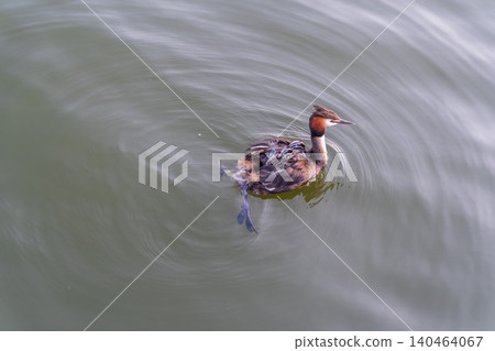 The water bird Great crested Grebe, Podiceps cristatus, swimming in the lake, and its cute babies riding on its back The water bird Great crested Grebe, Podiceps cristatus, swimming in the lake, and its cute babies riding on its back 140464067