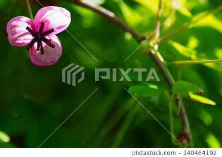 春日陽光下盛開的木通花 春日陽光下盛開的木通花 140464192