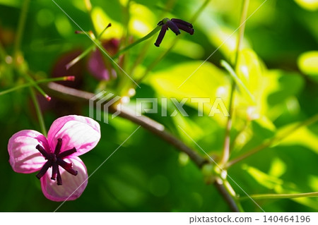 Akebia flowers translucent in the backlight 140464196