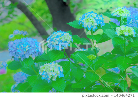 繡球 繡球 140464271