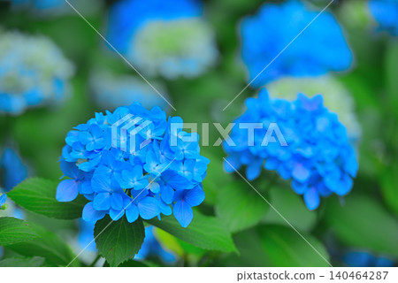 繡球 繡球 140464287