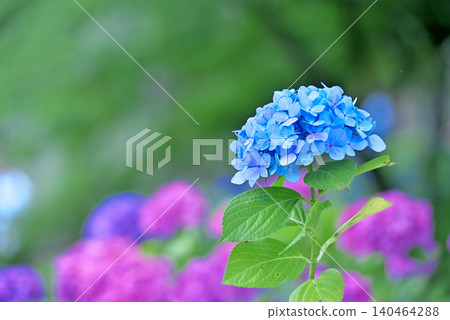 繡球 繡球 140464288