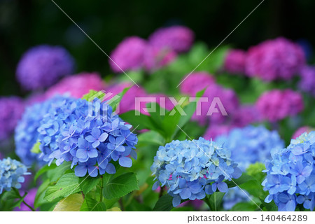 Hydrangea Hydrangea 140464289