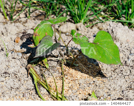 Newly planted sweet potato vines 140464427