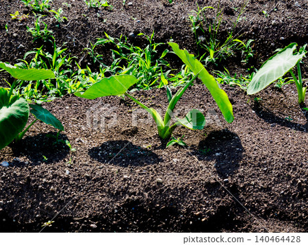 Taro leaves growing in a home garden 140464428