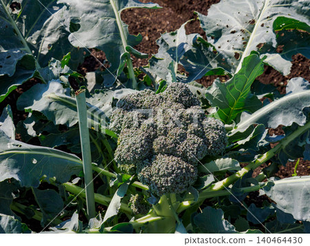 Cultivation of broccoli 140464430