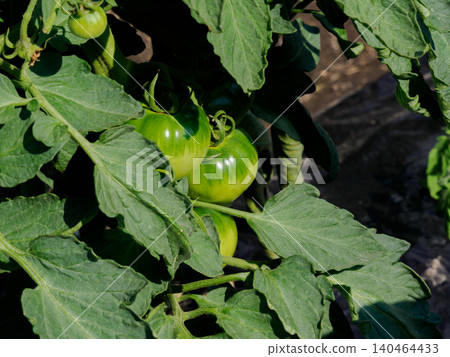 Green tomatoes in the vegetable garden 140464433