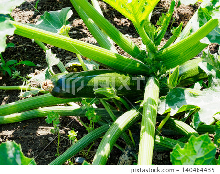 Cultivation of zucchini (just before harvest) 140464435