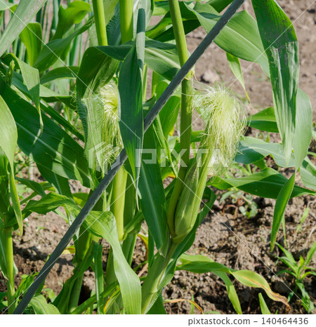 Small corn plants in the home garden Small corn plants in the home garden 140464436