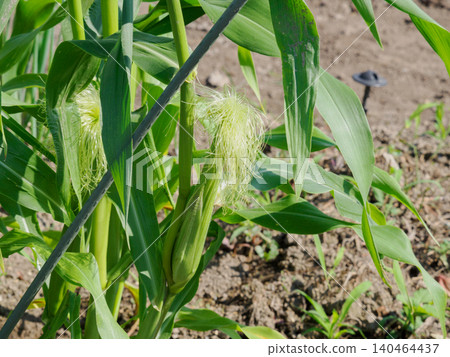 Small corn plants in the home garden 140464437