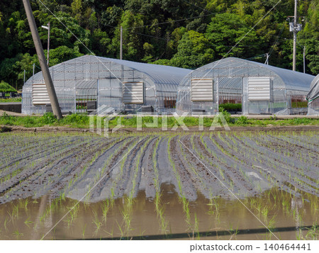 Rice field immediately after rice planting (countryside scenery) Rice field immediately after rice planting (countryside scenery) 140464441
