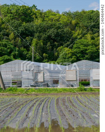 水稻種植後即刻的稻田(田園風光) 水稻種植後即刻的稻田(田園風光) 140464442