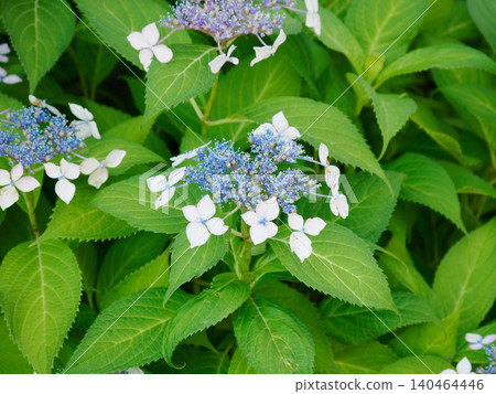 Hydrangea Hydrangea 140464446