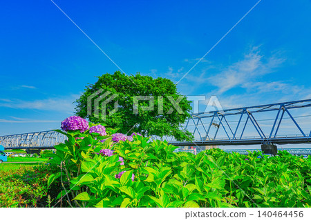 Hydrangeas and a train running on the Keisei Main Line 140464456