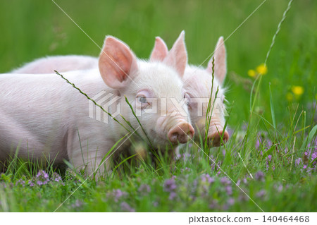 Pink piglets stands curiously amidst a field of lush green grass and delicate purple clover flowers 140464468