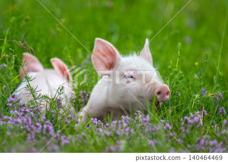 Pink piglets stands curiously amidst a field of lush green grass and delicate purple clover flowers 140464469