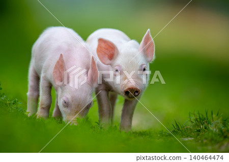 Two adorable pink piglets exploring a lush green grassy field Two adorable pink piglets exploring a lush green grassy field 140464474