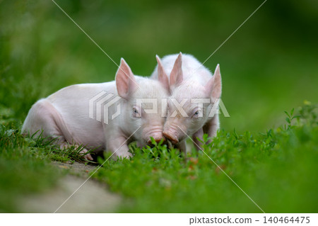 Two adorable pink piglets exploring a lush green grassy field 140464475