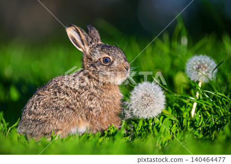 Leveret sitting near dandelion seed head in green grass Leveret sitting near dandelion seed head in green grass 140464477