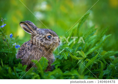 Young wild hare sitting among green meadow grass Young wild hare sitting among green meadow grass 140464478