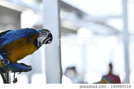 Macaw parrot blue yellow bird perched indoors near window light 140464516