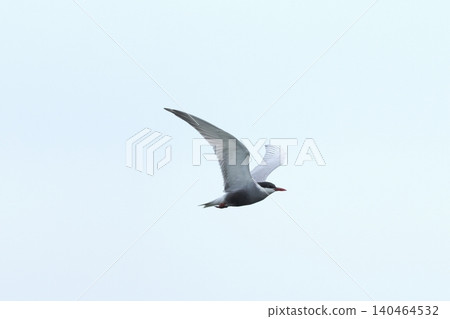 野生動物:野生鳥類-沖繩初夏的黑腹燕鷗。成鳥身著夏羽,沿著海岸線飛行(2) 野生動物:野生鳥類-沖繩初夏的黑腹燕鷗。成鳥身著夏羽,沿著海岸線飛行(2) 140464532