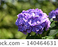 初夏時節，桃花盛開的天堂裡，繡球花競相綻放。 140464631