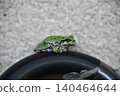 一隻樹蛙棲息在傘上。 140464644