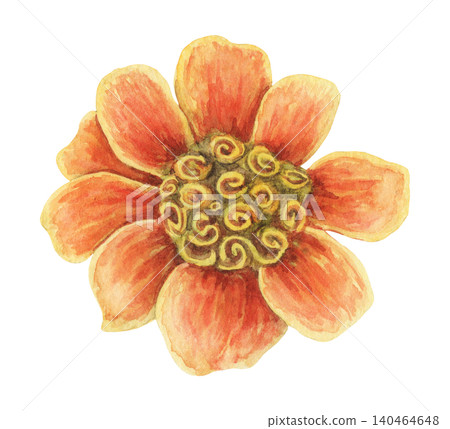 Watercolor French Marigold orange flower botanical illustration. Hand drawn Tagetes patula bloom with bright petal and vintage top view. Floral summer design for wedding invitation card or postcard. Watercolor French Marigold orange flower botanical illustration. Hand drawn Tagetes patula bloom with bright petal and vintage top view. Floral summer design for wedding invitation card or postcard. 140464648