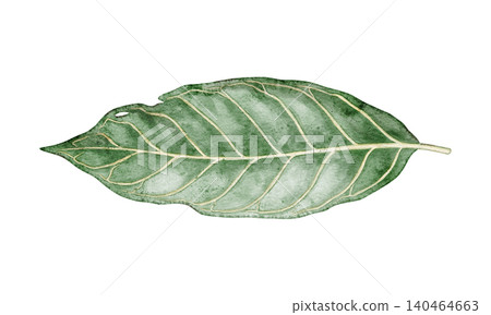 Watercolor Sanchezia tropical leaves botanical illustration artwork. Hand drawn green plant with detailed texture. Exotic floral design for garden card. Natural greenery element for decorative print Watercolor Sanchezia tropical leaves botanical illustration artwork. Hand drawn green plant with detailed texture. Exotic floral design for garden card. Natural greenery element for decorative print 140464663