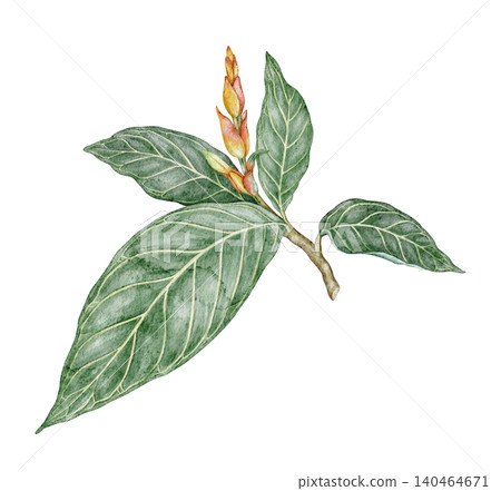 Watercolor Sanchezia speciosa tropical leaves botanical illustration. Hand drawn green branch with flower and detailed foliage. Exotic floral design for natural print or decorative summer artwork Watercolor Sanchezia speciosa tropical leaves botanical illustration. Hand drawn green branch with flower and detailed foliage. Exotic floral design for natural print or decorative summer artwork 140464671