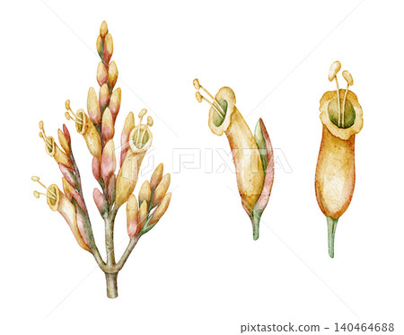 Watercolor Sanchezia plant tropical flower set botanical illustration. Hand drawn yellow branch with blossom. Exotic floral design for garden print. Natural decorative elements for indoor artwork Watercolor Sanchezia plant tropical flower set botanical illustration. Hand drawn yellow branch with blossom. Exotic floral design for garden print. Natural decorative elements for indoor artwork 140464688