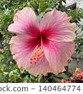 Photo of close-up pink hibiscus flower for plants, tree, park, picnic, nature, garden, home, house yard, decorations, summer vibe, girly elements, shirt print, poster, post card, fashion, accessory 140464774