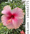 Photo of close-up pink hibiscus flower for plants, tree, park, picnic, nature, garden, home, house yard, decorations, summer vibe, girly elements, shirt print, poster, post card, fashion, accessory 140464775