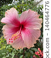 Photo of close-up pink hibiscus flower for plants, tree, park, picnic, nature, garden, home, house yard, decorations, summer vibe, girly elements, shirt print, poster, post card, fashion, accessory 140464776